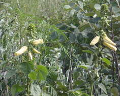 Image of hibiscus