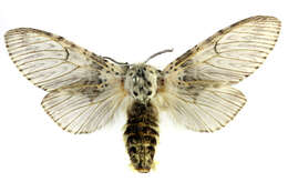 Image of Puss moth