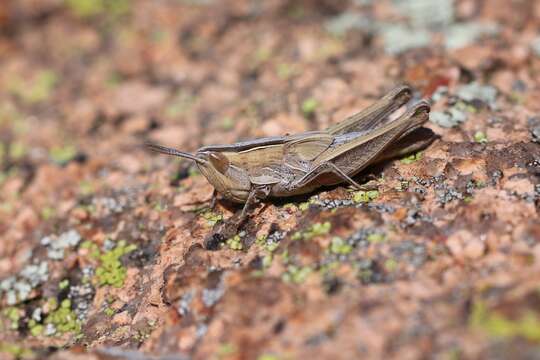 Image of Eritettix simplex (Scudder & S. H. 1869)