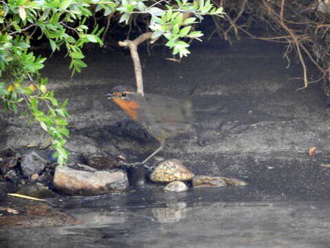 Imagem de Scelorchilus rubecula (Kittlitz 1830)