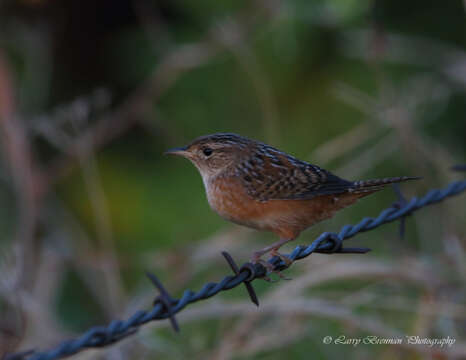 Image of Sedge Wren