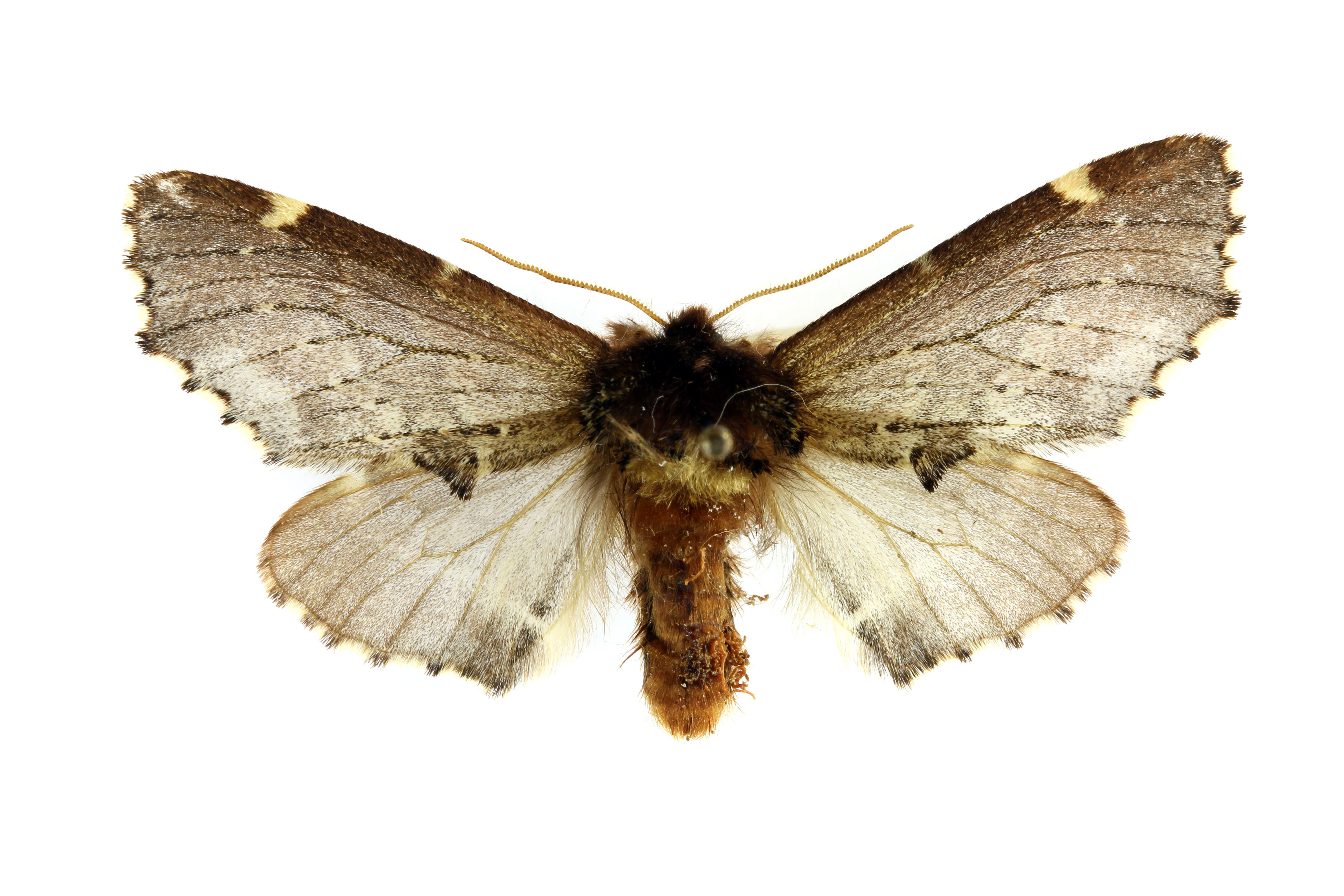 Image of Scarce Prominent