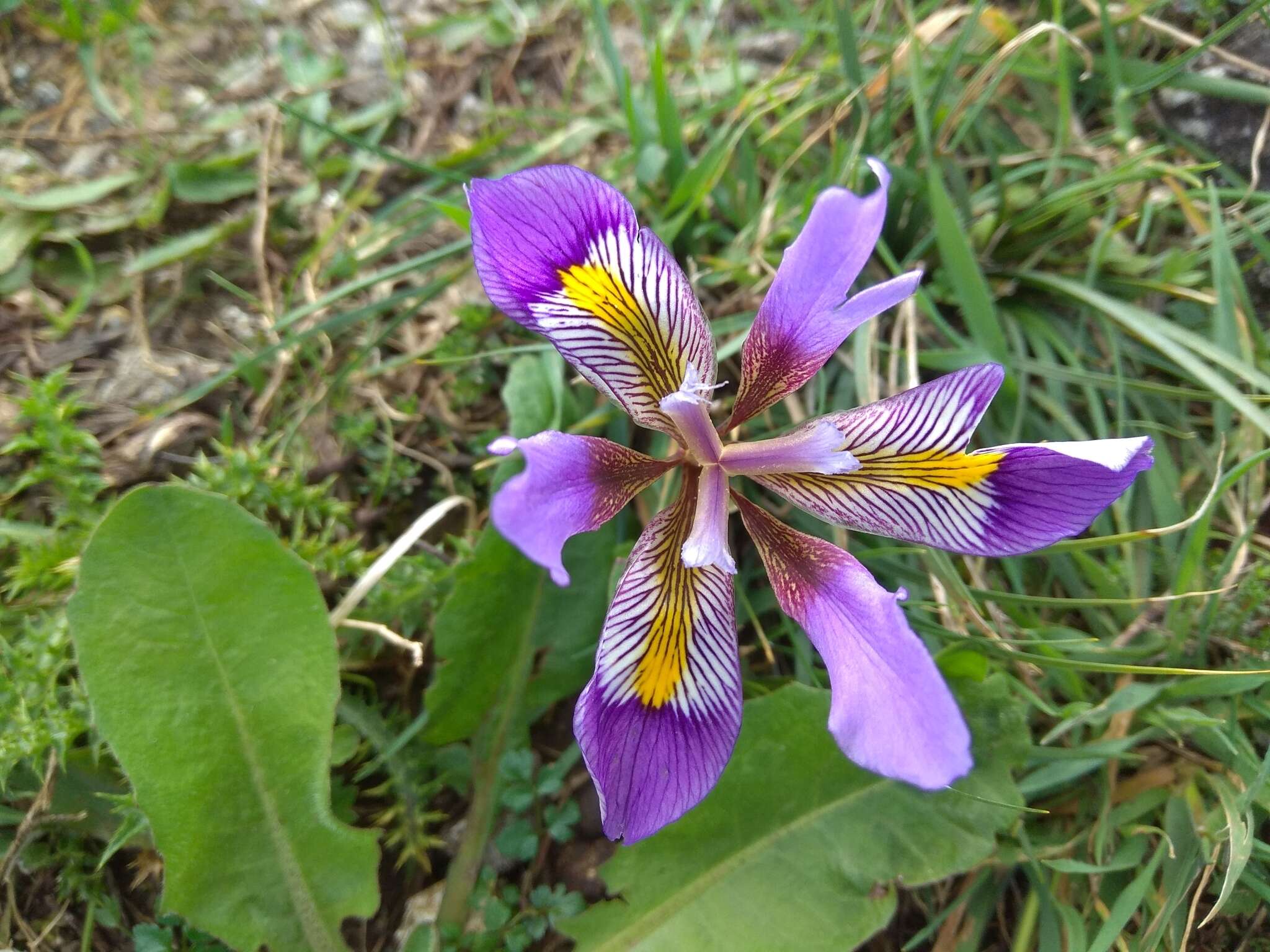 Image of Iris unguicularis subsp. cretensis (Janka) A. P. Davis & Jury