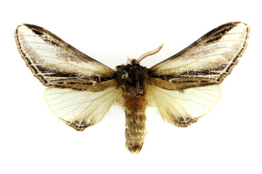 Image of Greater Swallow Prominent