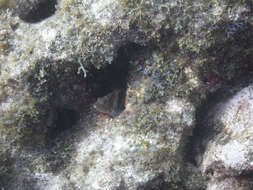 Image of Grannyfish