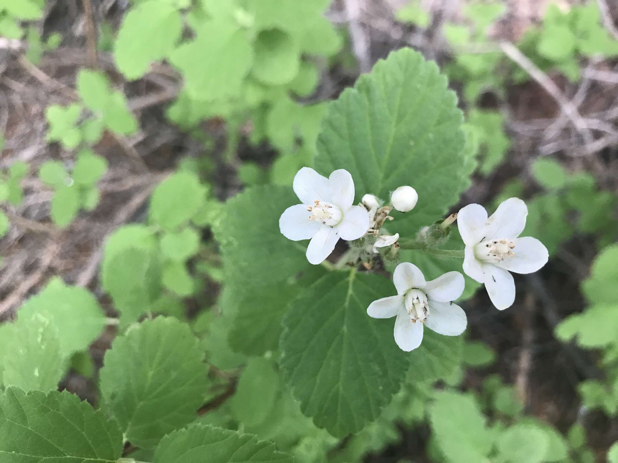 Image of fivepetal cliffbush