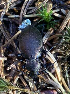 Image of Carabus (Orinocarabus) sylvestris Panzer 1793