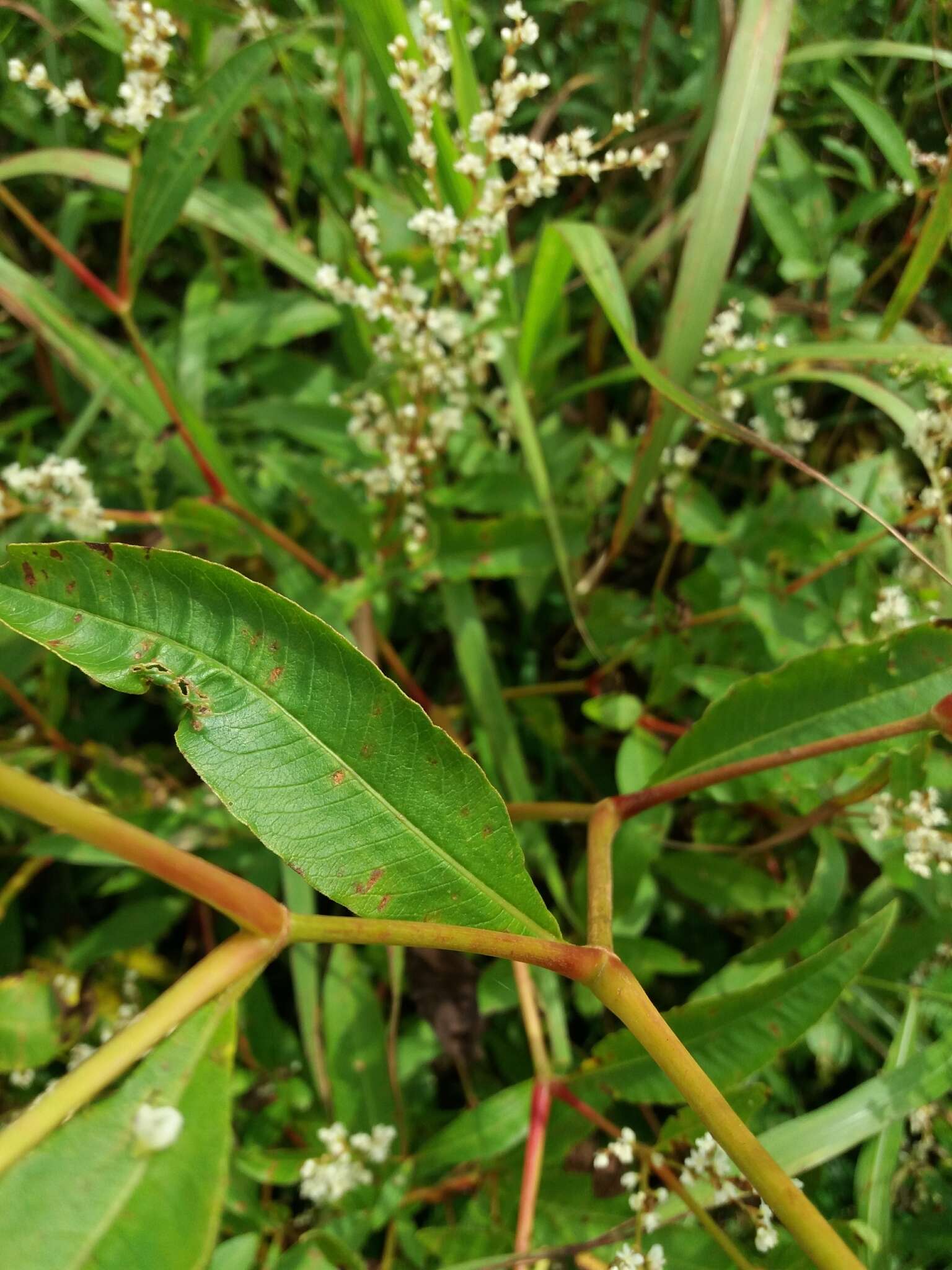 Image of Koenigia divaricata (L.) T. M. Schust. & Reveal