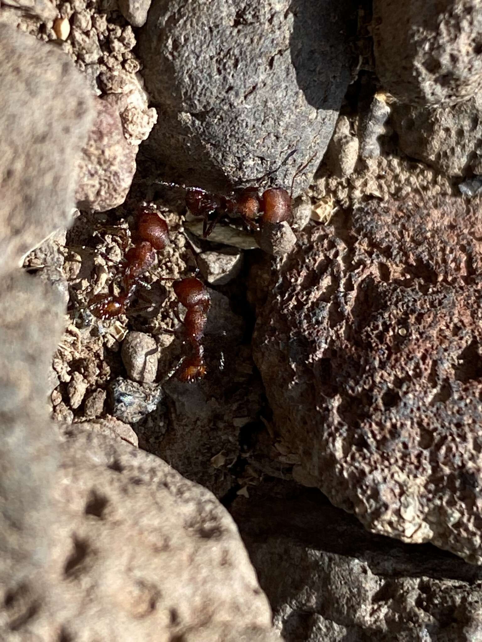 Image of Pogonomyrmex huachucanus Wheeler 1914