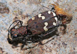 Image of Cicindela (Cicindela) transbaicalica Motschulsky 1844