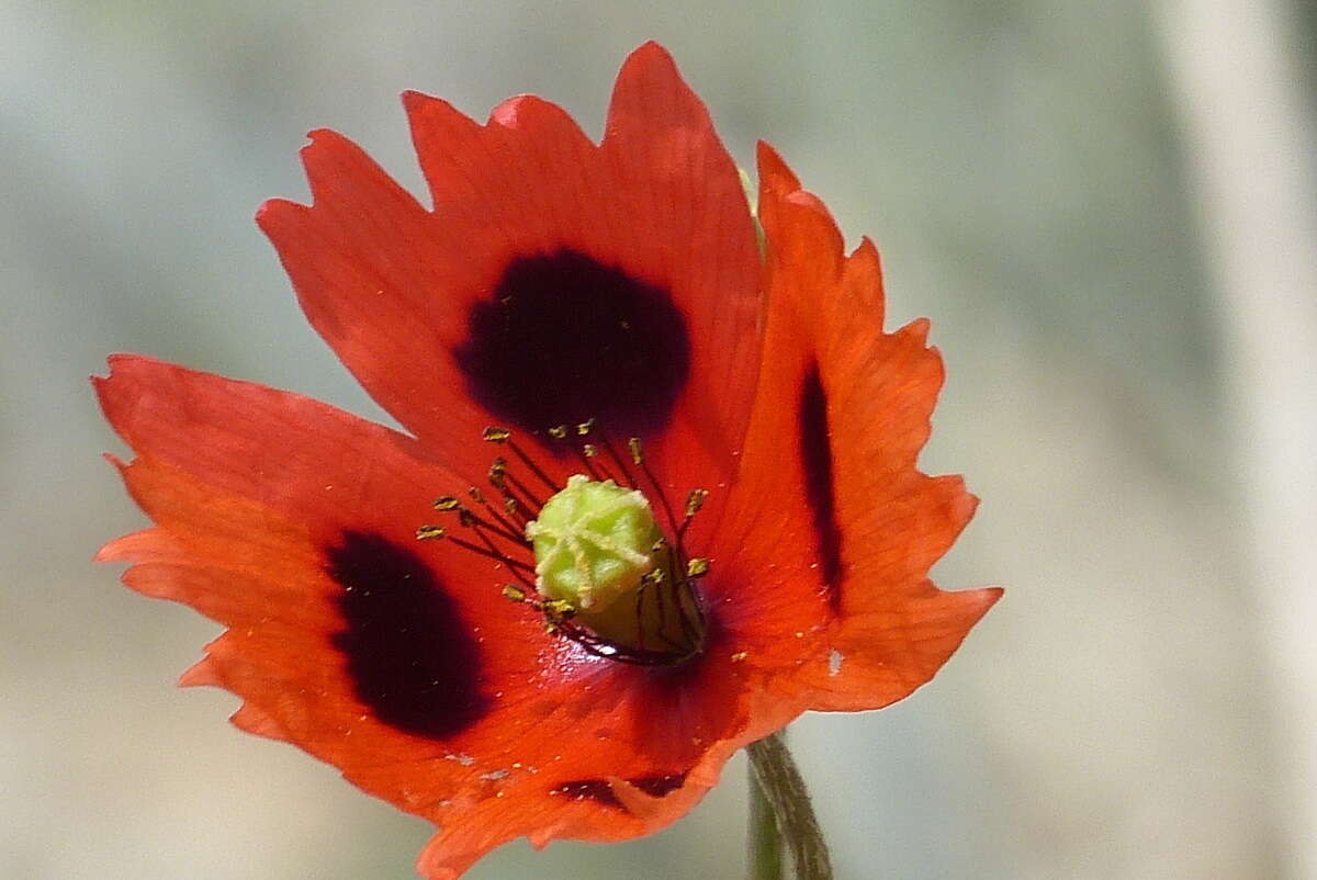 Image of Papaver laevigatum M. Bieb.