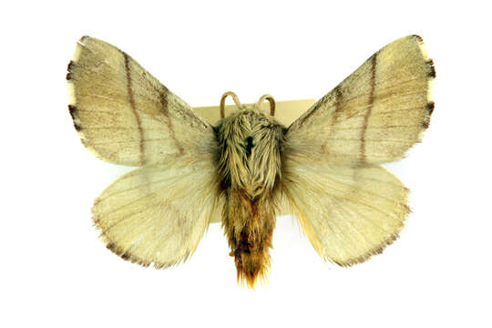 Image of lackey moth