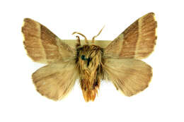 Image of lackey moth