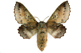 Image of Small Lappet Moth