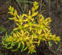 صورة Sedum stenopetalum Pursh