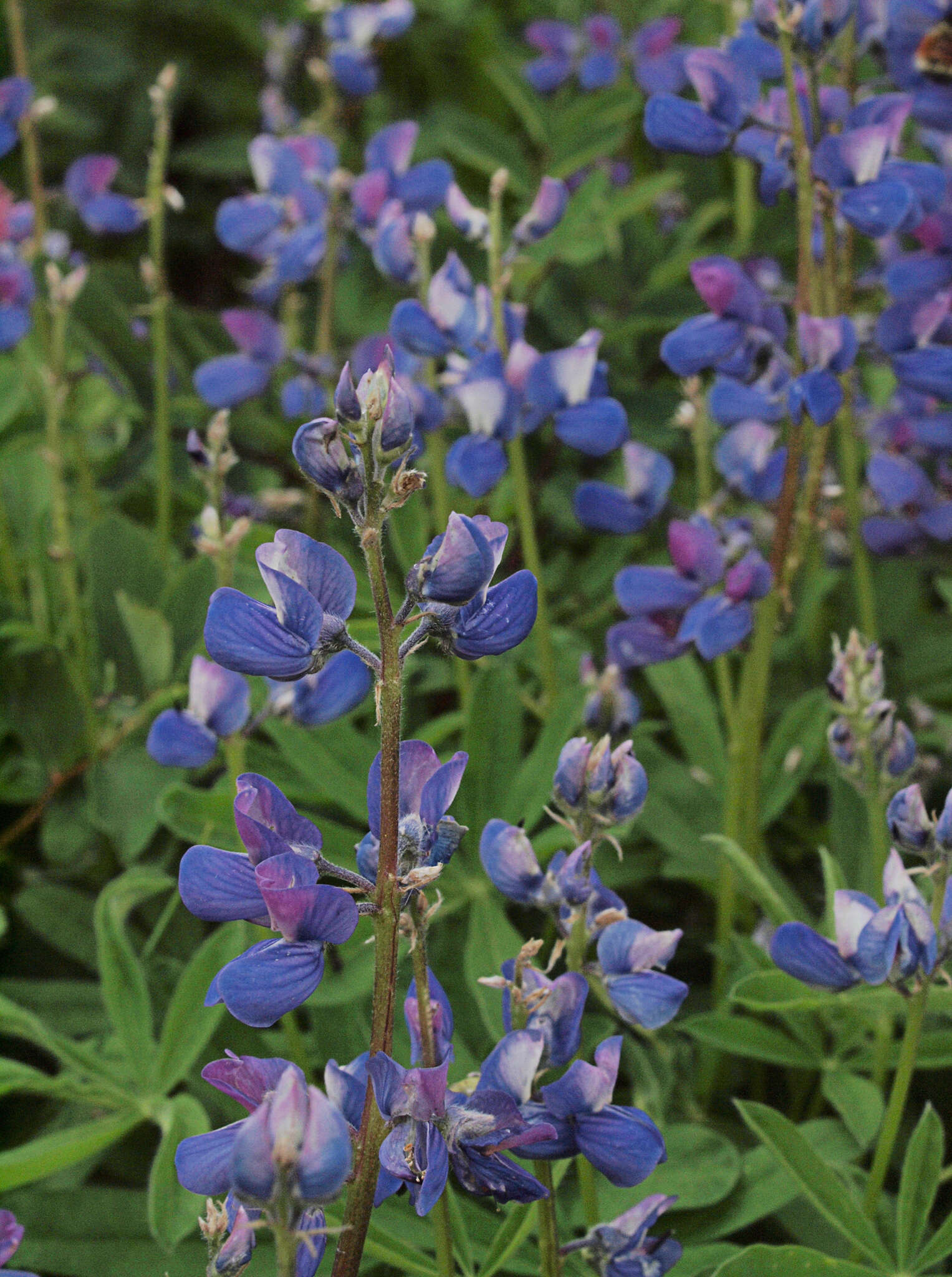 Image of broadleaf lupine