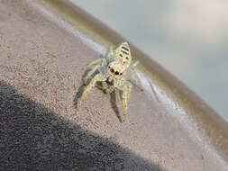 Image of White-Jawed Jumping Spider