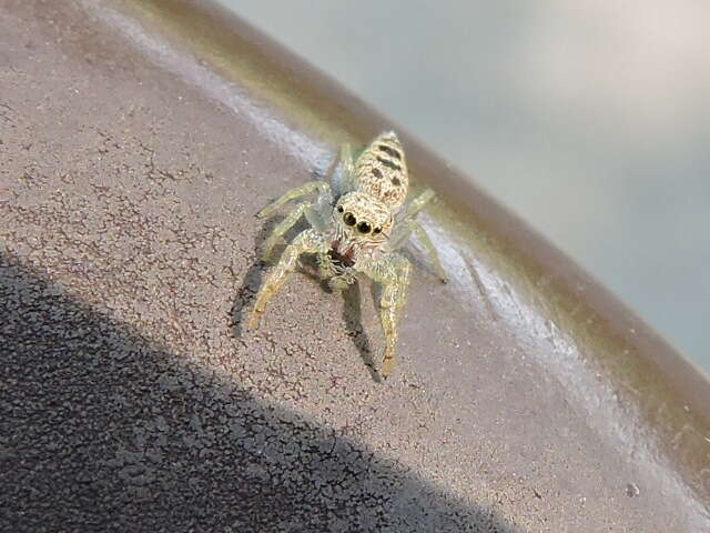 Image of White-Jawed Jumping Spider