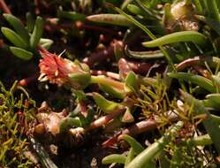 Image of Cephalophyllum parviflorum L. Bol.