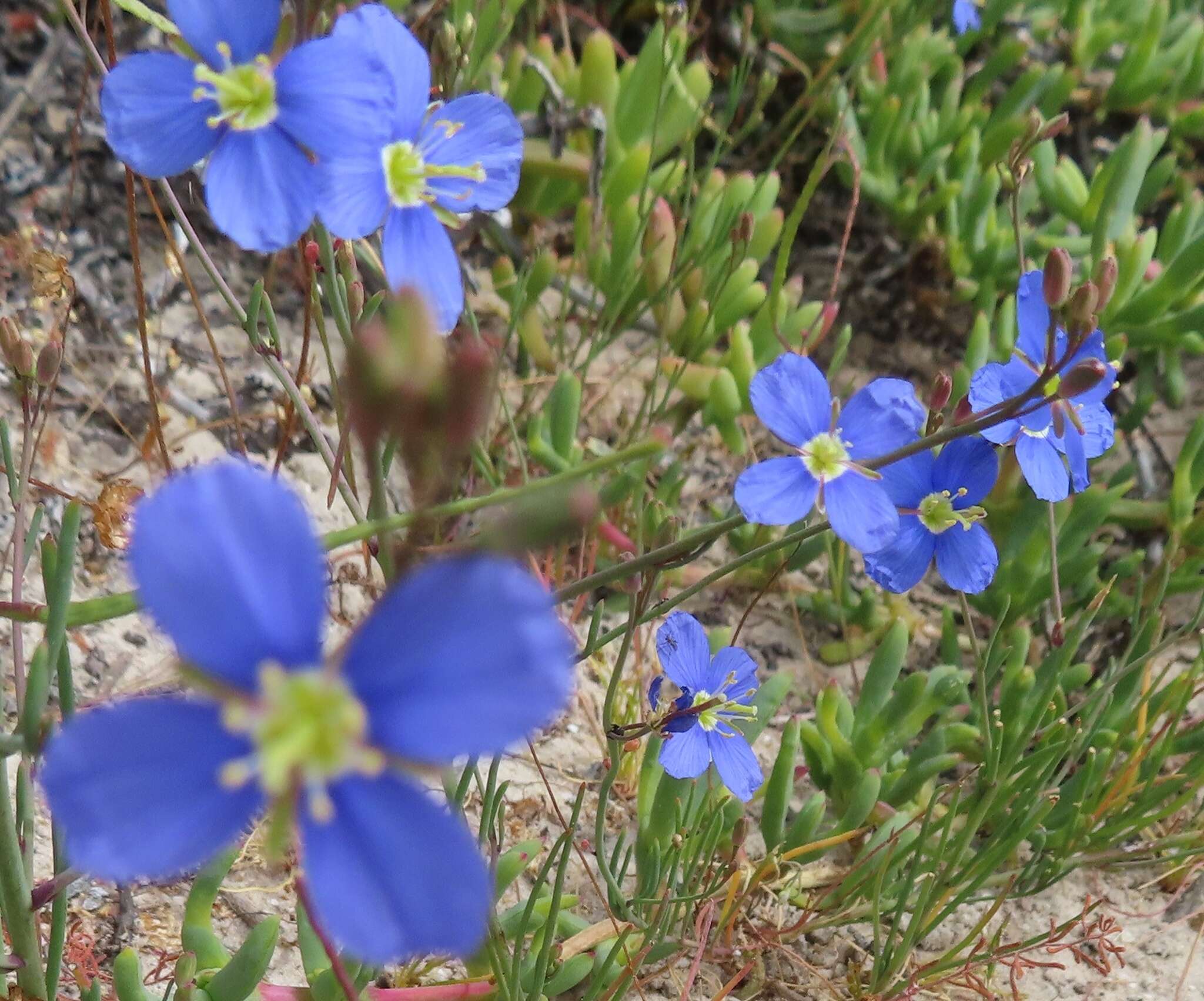 Imagem de Heliophila arenaria var. arenaria