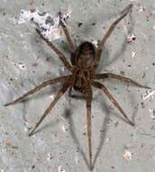 Image of Barn Funnel Weaver