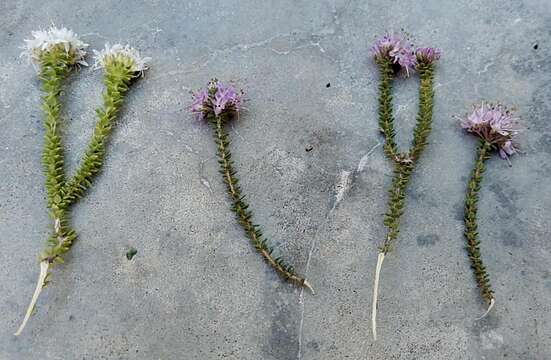 Image of Agathosma cerefolium (Vent.) Bartl. & Wendl. fil.