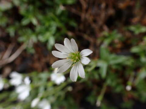 Image of Cerastium morrisonense Hayata