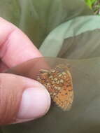 Image of Twin-spot Fritillary