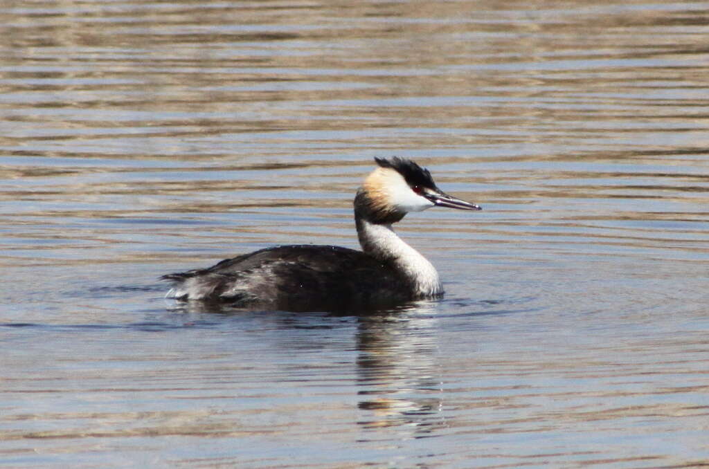 Image of Podiceps Latham 1787