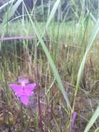 Calopogon tuberosus (L.) Britton, Sterns & Poggenb.的圖片