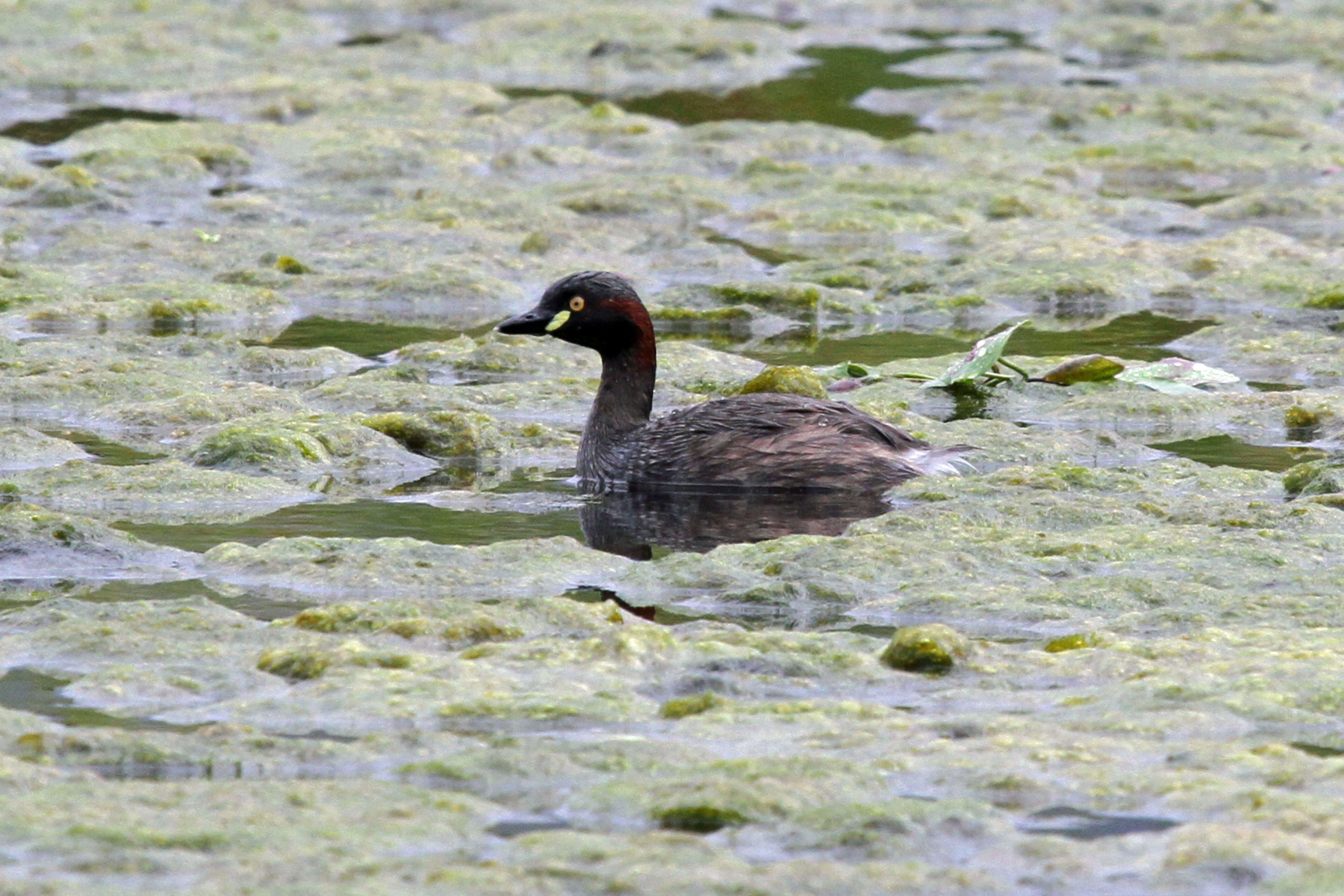 Image of Australasian Grebe