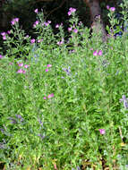 Image of Great Willowherb