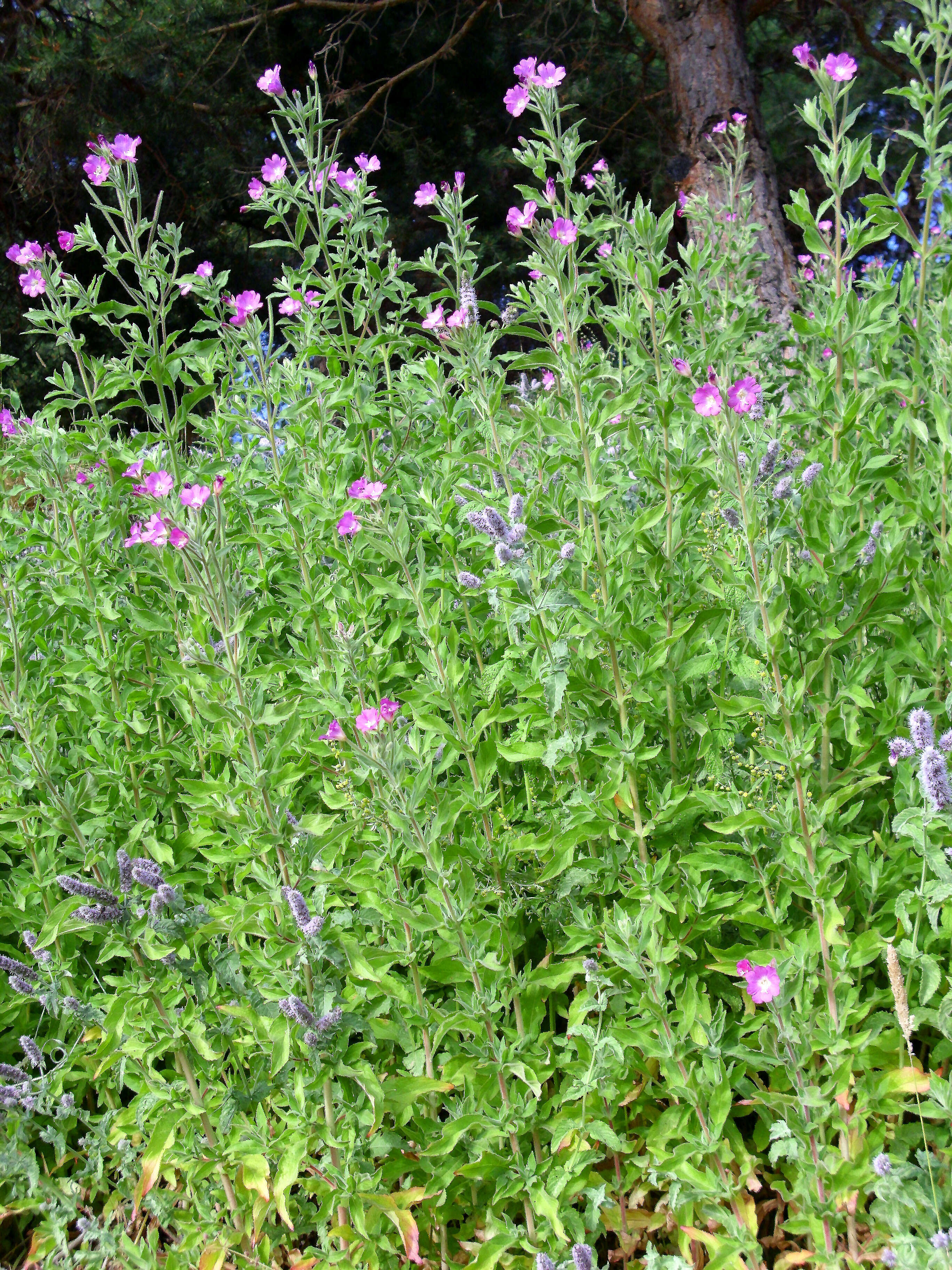 Image of Great Willowherb