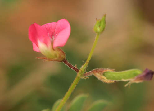 Image of Tephrosia purpurea subsp. leptostachya (DC.) Brummitt