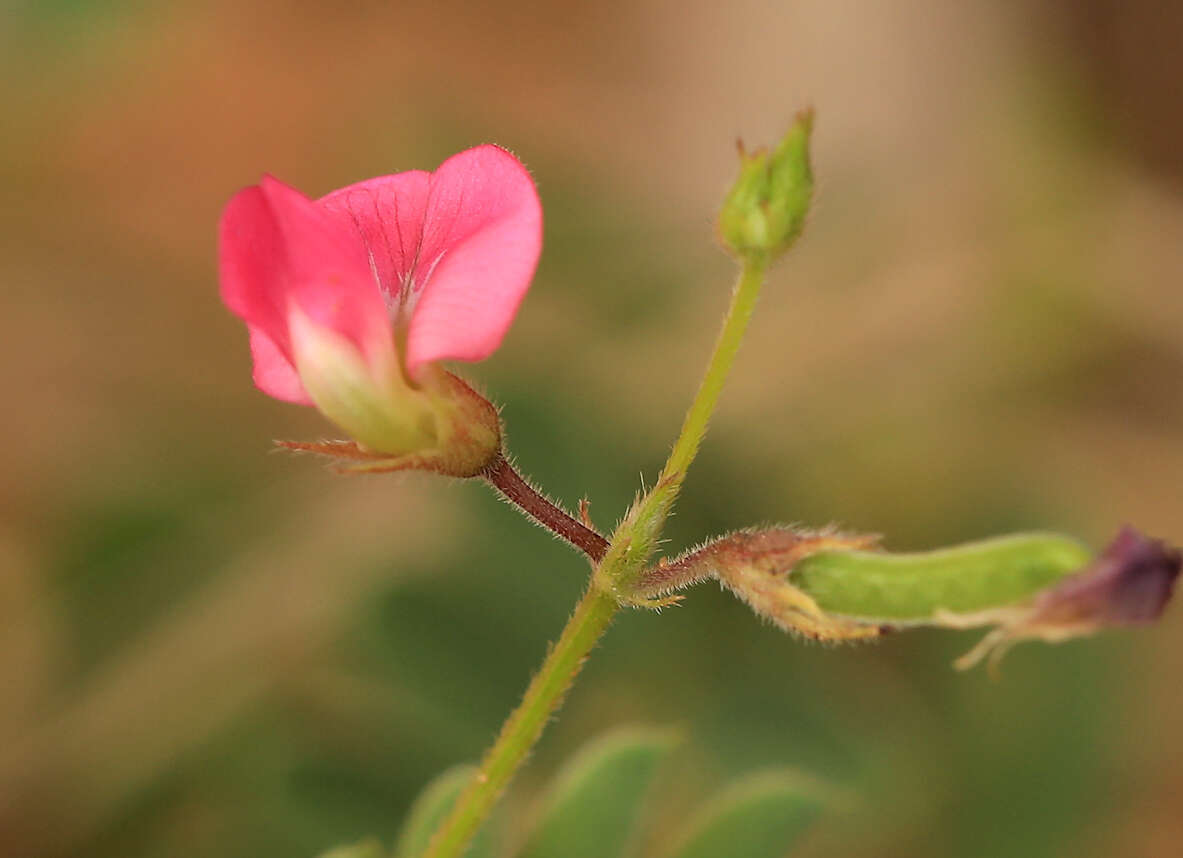 Слика од Tephrosia purpurea subsp. leptostachya (DC.) Brummitt