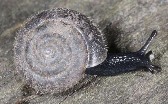 Image of Hairy Snail