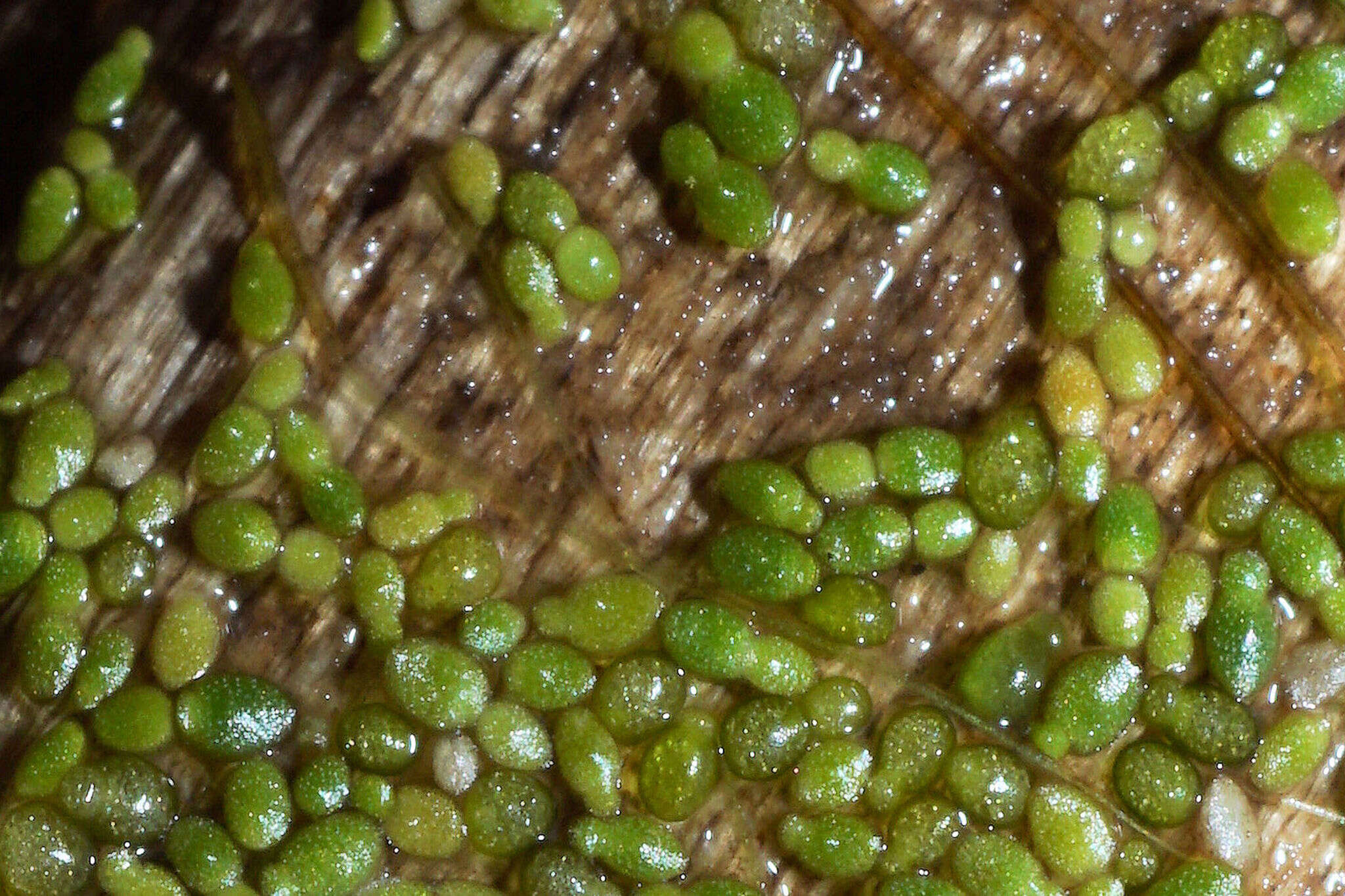 Image of Brazilian water meal