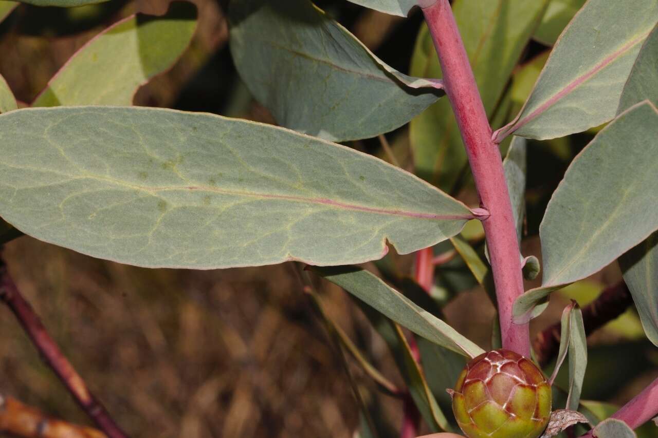 Plancia ëd Protea caffra subsp. gazensis (Beard) Chisumpa & Brummitt