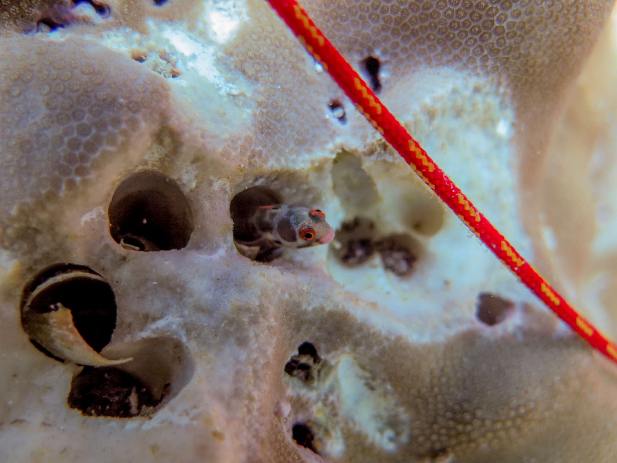 Image of Hancock's Blenny