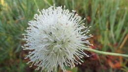 Image of Allium leucocephalum Turcz. ex Ledeb.