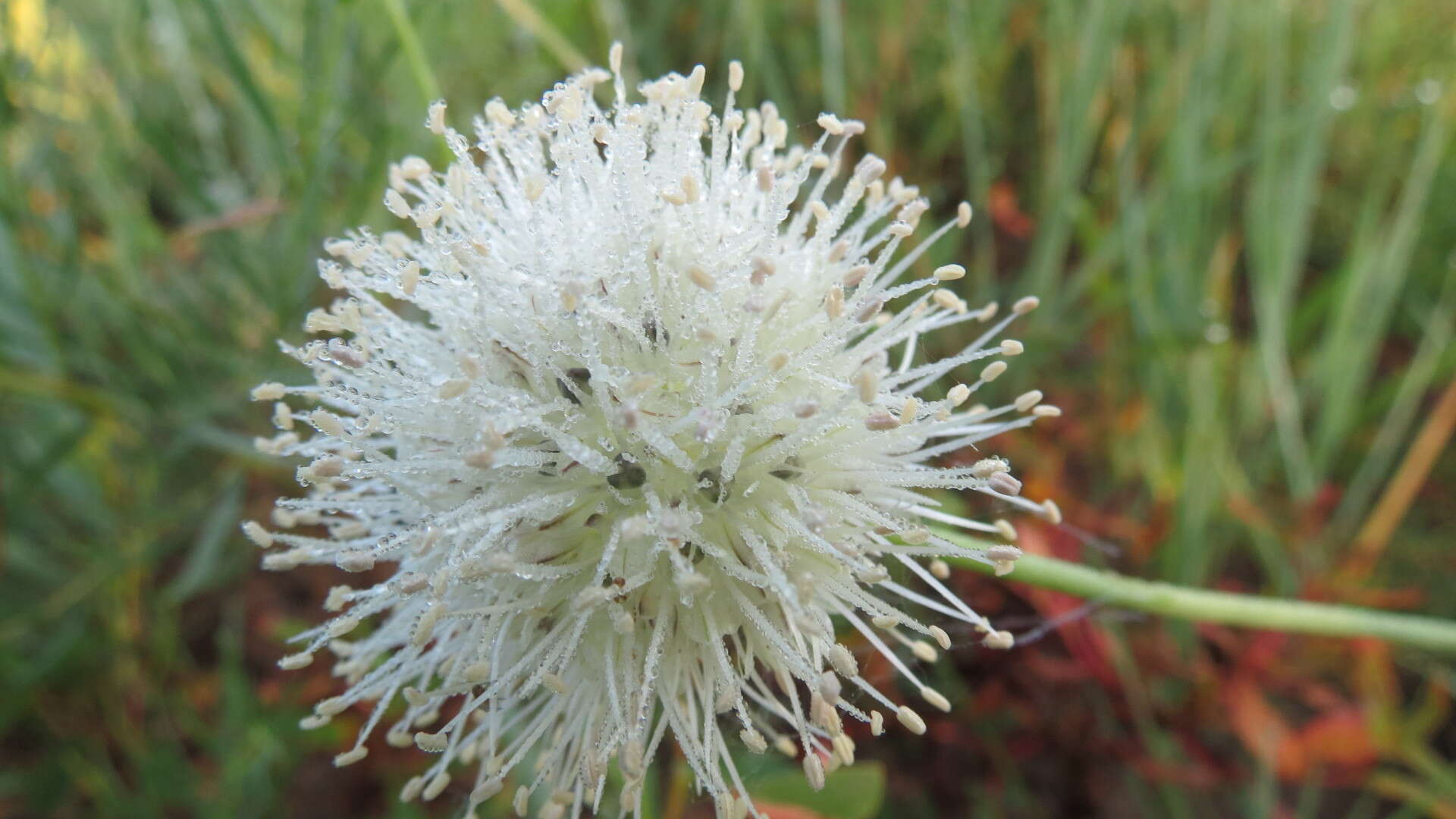 Image of Allium leucocephalum Turcz. ex Ledeb.