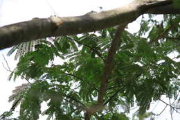 Image of silktree