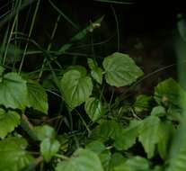 Image of small enchanter's nightshade