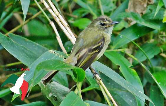 Image of Bamboo Flatbill