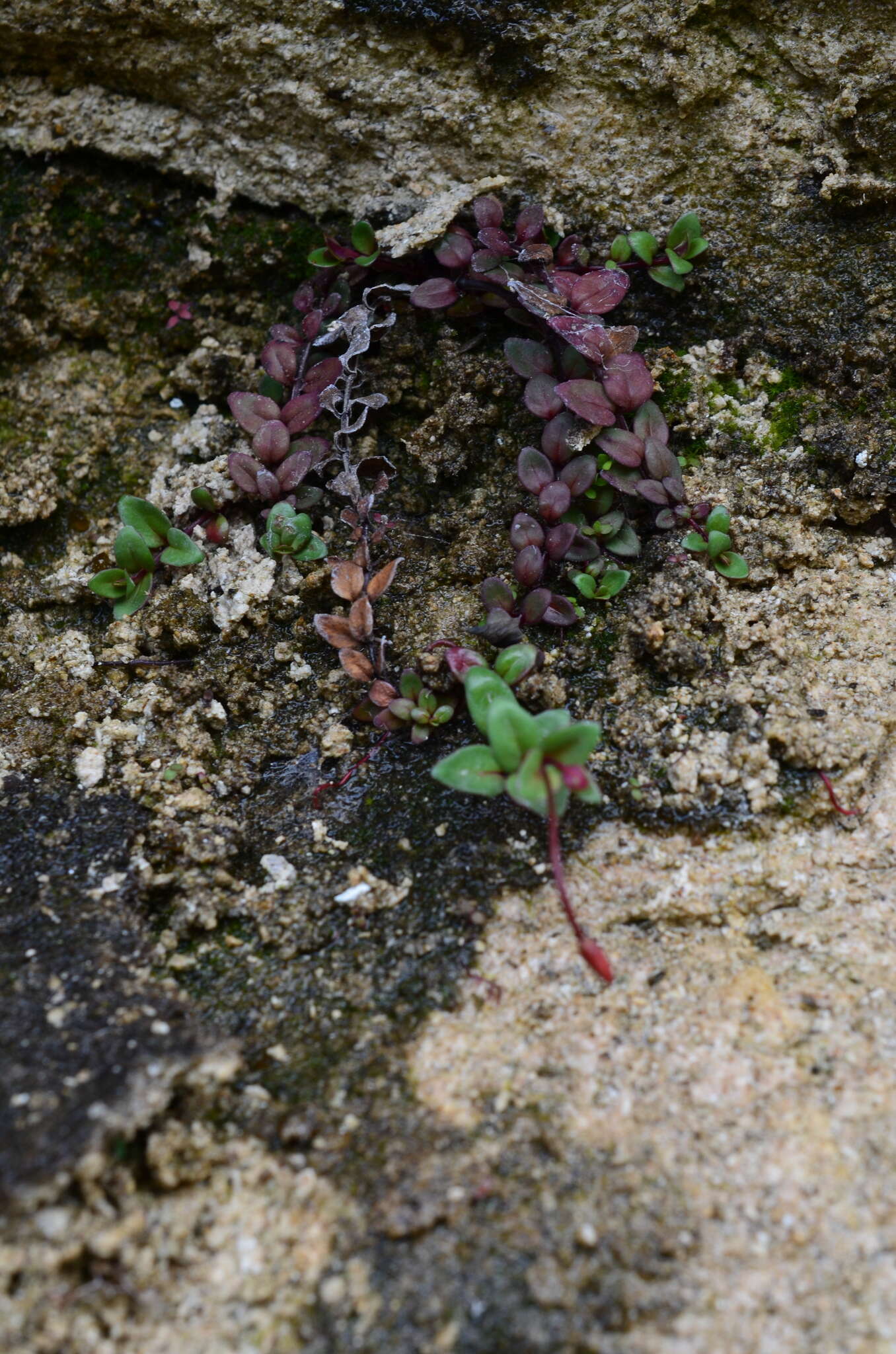 Imagem de Epilobium gracilipes T. Kirk