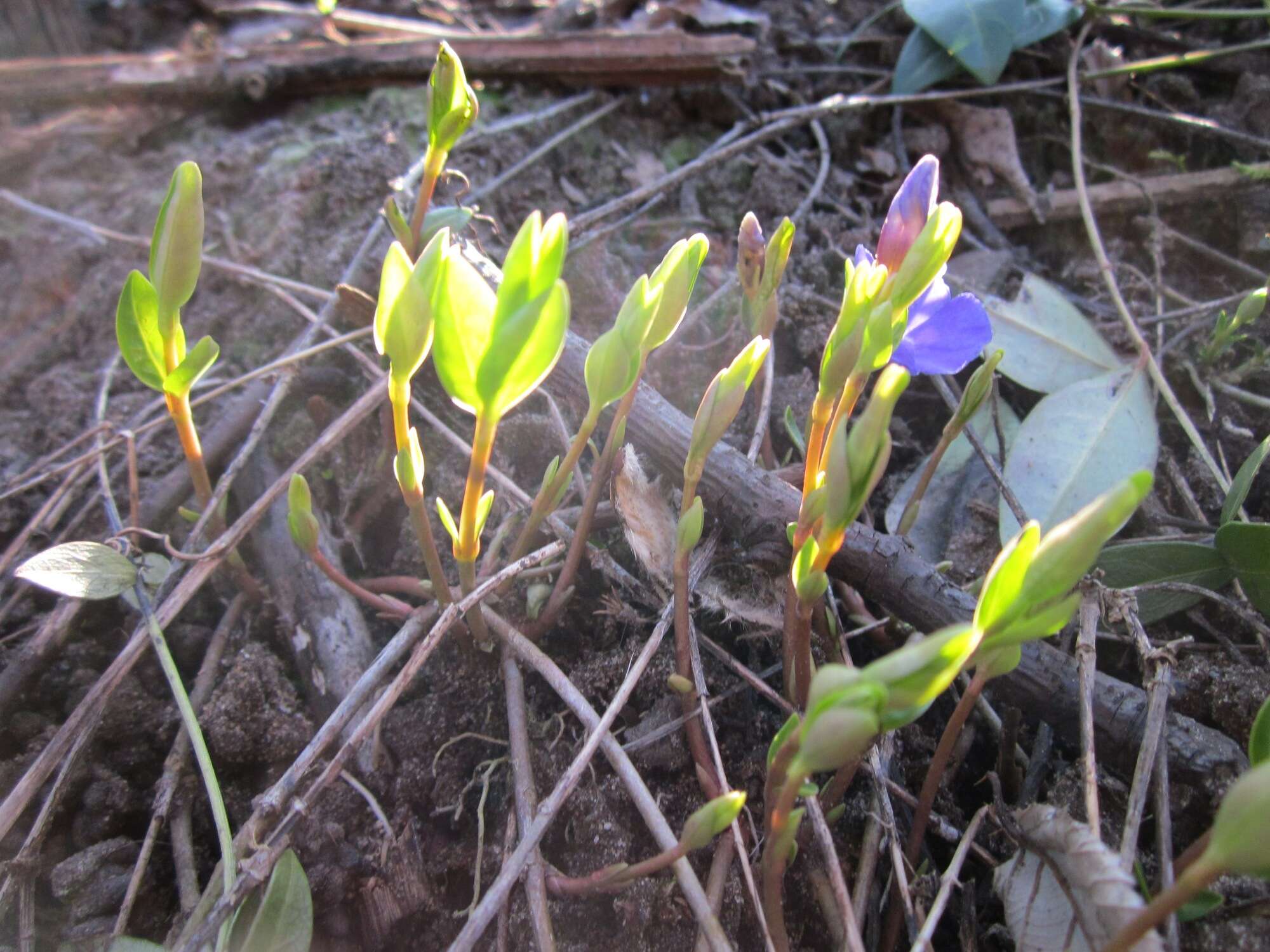 Image of Common Periwinkle