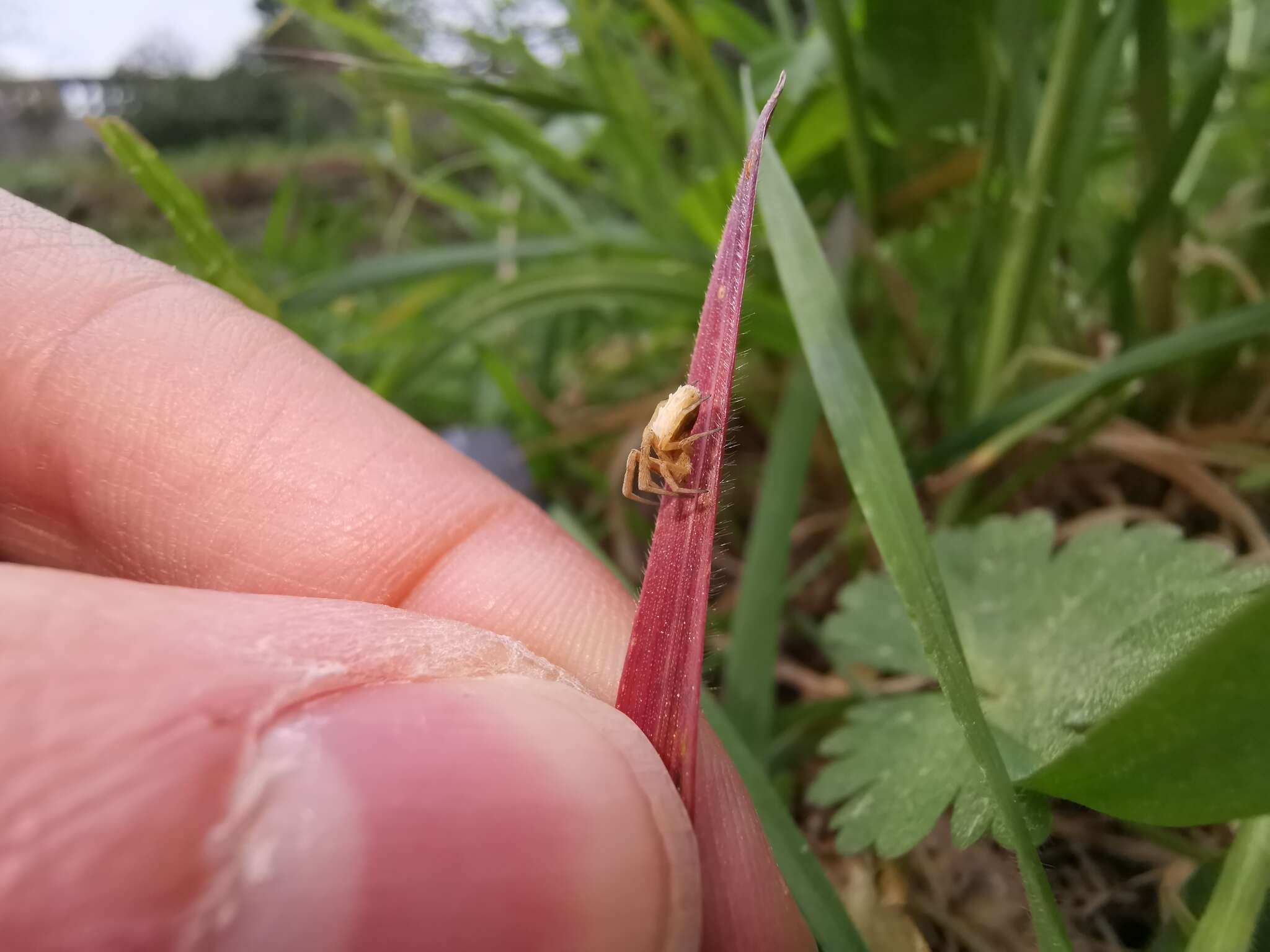 Image of Uloborus walckenaerius Latreille 1806