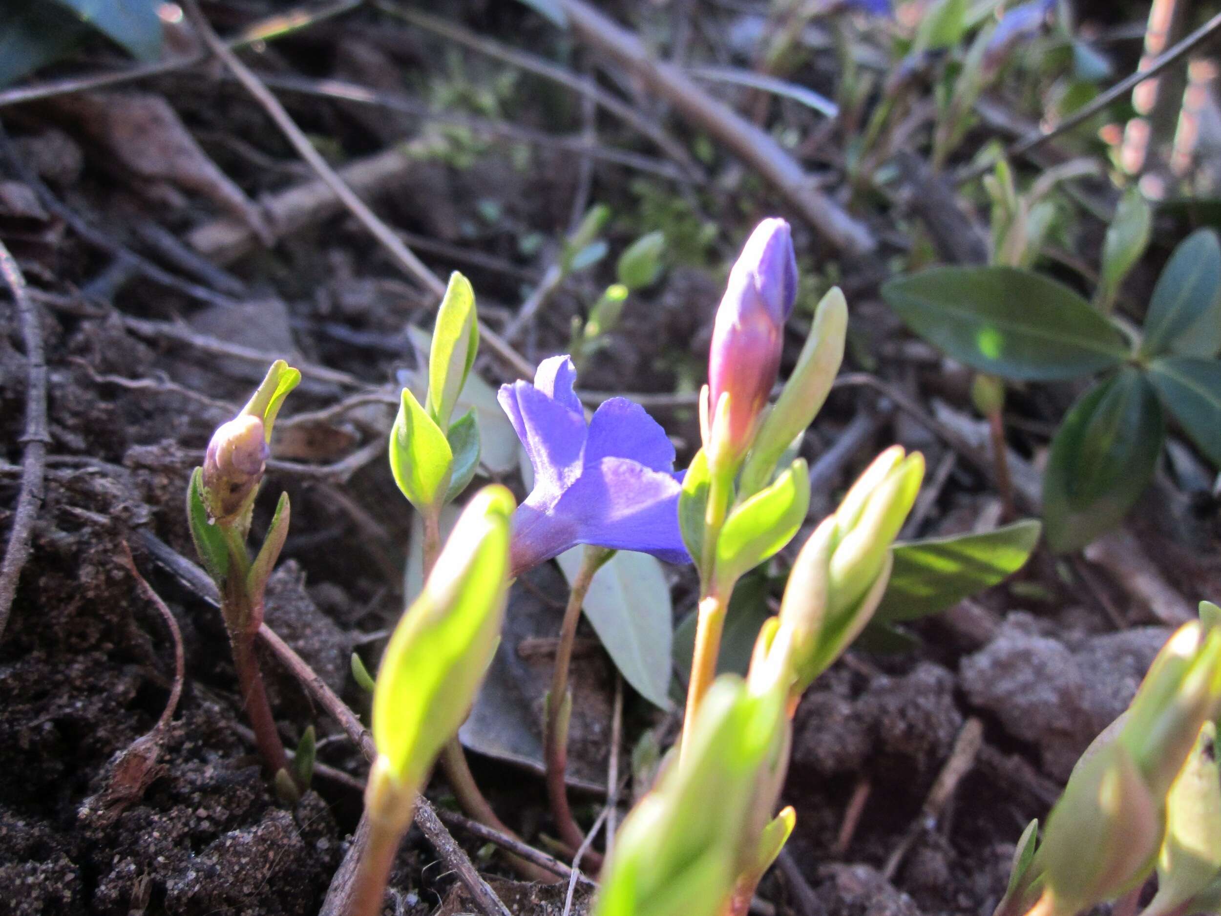 Image of Common Periwinkle