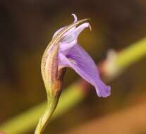 Image of Psoralea trullata C. H. Stirt.