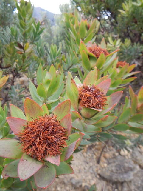 Image of Yellow bush